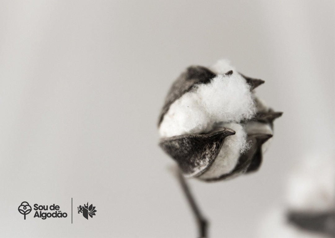 30% do fornecimento de algodão sustentável do mundo é Brasileiro.